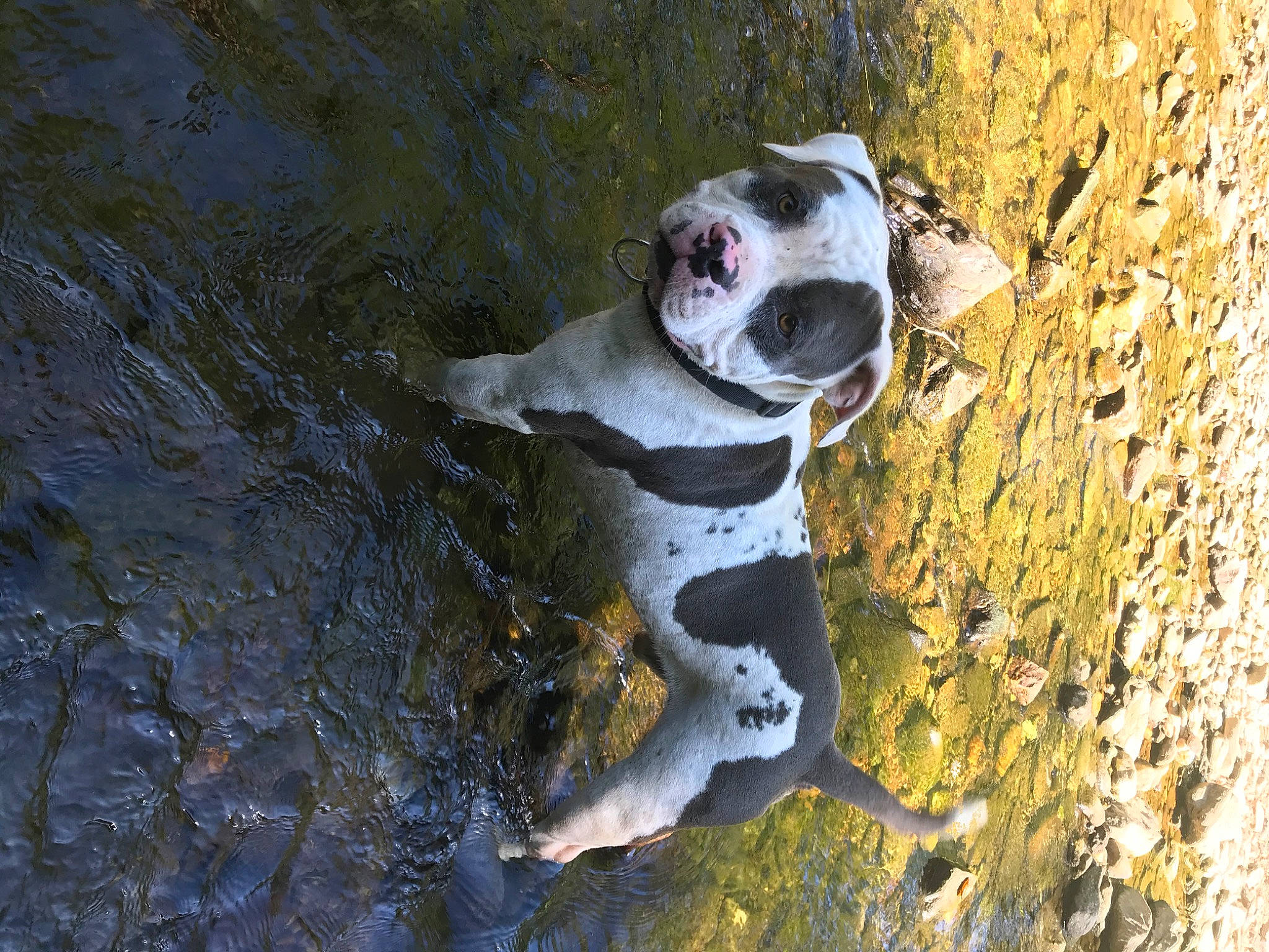 Wilson participe au concours pour gagner de l'argent avec cette photo : canidae, carnivore, companion_dog, dalmatian, dog, dog_breed, dog_collar, dog_supply, fawn, non_sporting_group, snout, soil, sporting_group, tail, terrestrial_animal, trunk, water, wood, working_animal, working_dog