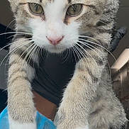 Onyx is registered to the contest to win money with this photo: animal, cat, closeup, curious, cute, ears, eyes, fur, gloves, holding, indoor, kitten, person, pet, portrait, protective_gown, tabby, whiskers, white_paws, young