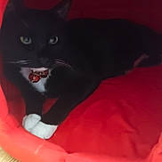 Misty joined the competition — help win amazing prizes! animal, bells, black_and_white, cat, collar, cozy, cute, domestic_cat, feline, fur, household, indoor, paws, pet, red_bed, relaxed, resting, soft, tuxedo_cat, whiskers