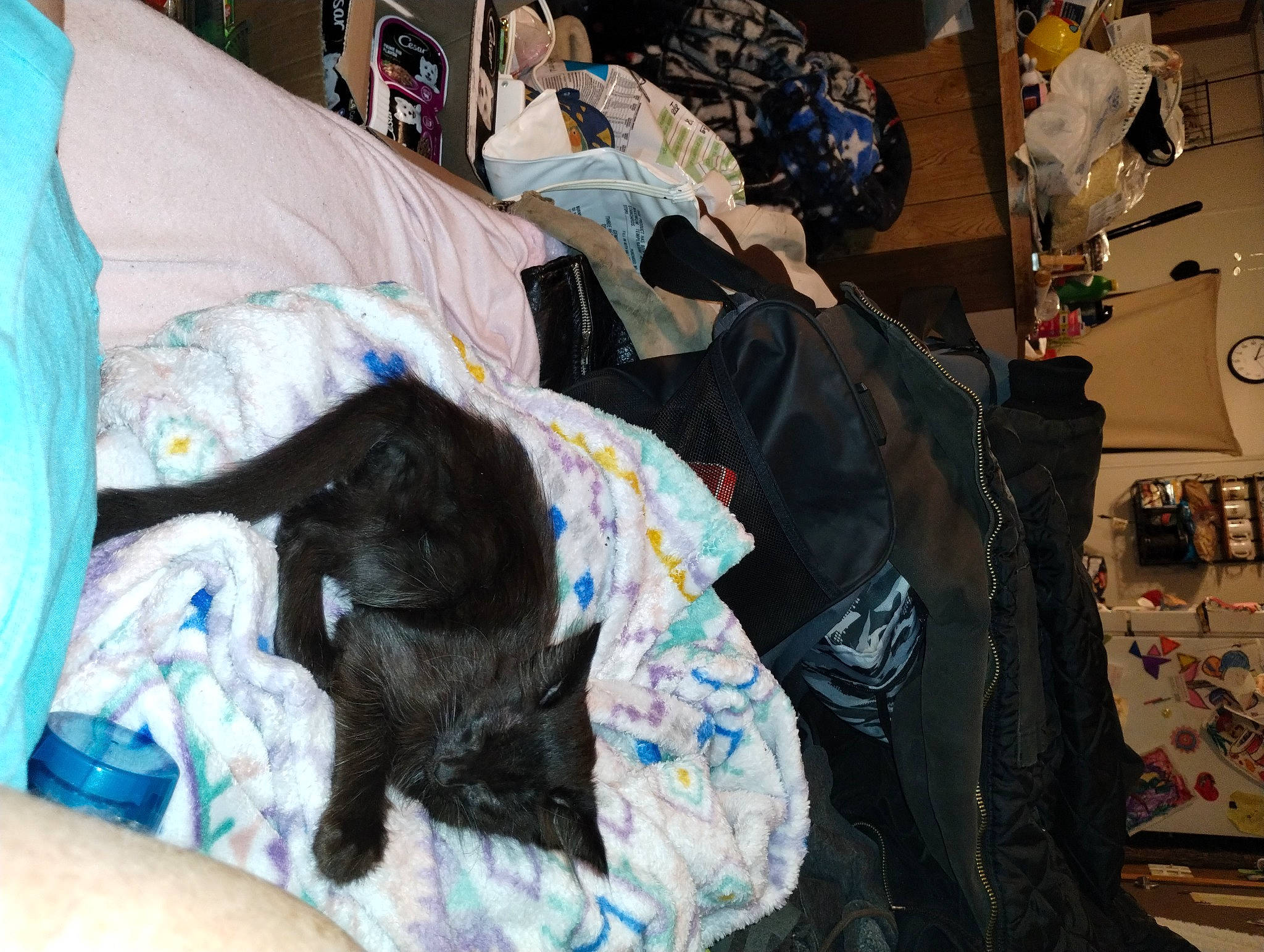 Stormie is registered to the contest to win money with this photo: bag, bed, bed_sheet, bedding, bedroom, blanket, carnivore, comfort, companion_dog, dog_breed, event, felidae, fur, linens, luggage_and_bags, nap, room, small_to_medium_sized_cats, t_shirt, textile