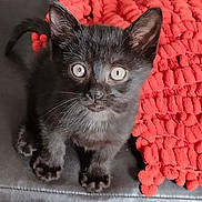 Taho participe au concours pour gagner de l'argent avec cette photo : animal, black_kitten, blanket, cat, curious, cute, ears, feline, fur, indoor, kitten, looking_up, paws, pet, red_blanket, small, soft, texture, whiskers, young