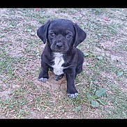Rider a rejoint le concours — aidez-le/la à gagner de superbes lots ! adorable, animal, black, cute, dog, ears, eyes, front_view, fur, grass, ground, mammal, nature, outdoor, pet, puppy, sitting, small, white_patch, young
