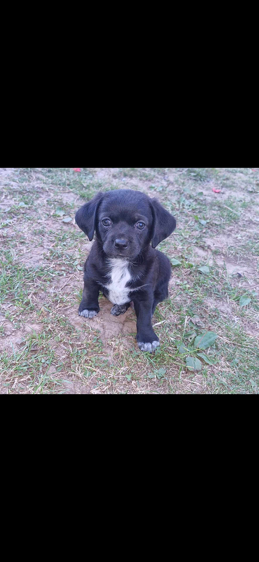Rider a rejoint le concours — aidez-le/la à gagner de superbes lots ! adorable, animal, black, cute, dog, ears, eyes, front_view, fur, grass, ground, mammal, nature, outdoor, pet, puppy, sitting, small, white_patch, young