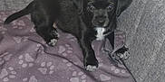 Rider a rejoint le concours — aidez-le/la à gagner de superbes lots ! puppy, dog, black_dog, pet, couch, blanket, paw_prints, indoor, floor, cute, small_dog, animal, fur, looking, resting, young_dog, canine, domestic_animal, cozy, home