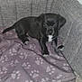 puppy, dog, black_dog, pet, couch, blanket, paw_prints, indoor, floor, cute, small_dog, animal, fur, looking, resting, young_dog, canine, domestic_animal, cozy, home