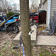 Mary Jane joined the competition — help win amazing prizes! cat, tree, outdoor, tabby_cat, playful, peeking, tongue_out, scooter, backyard, garden_hose, grass, sidewalk, house, concrete, leaves, daylight, animal, pet, curious, nature