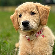 Agate a rejoint le concours — aidez-le/la à gagner de superbes lots ! puppy, golden_retriever, dog, grass, outdoor, collar, pink_collar, strawberry_charm, cute, fluffy, pet, animal, young, lying_down, nature, close_up, adorable, portrait, canine, soft_focus