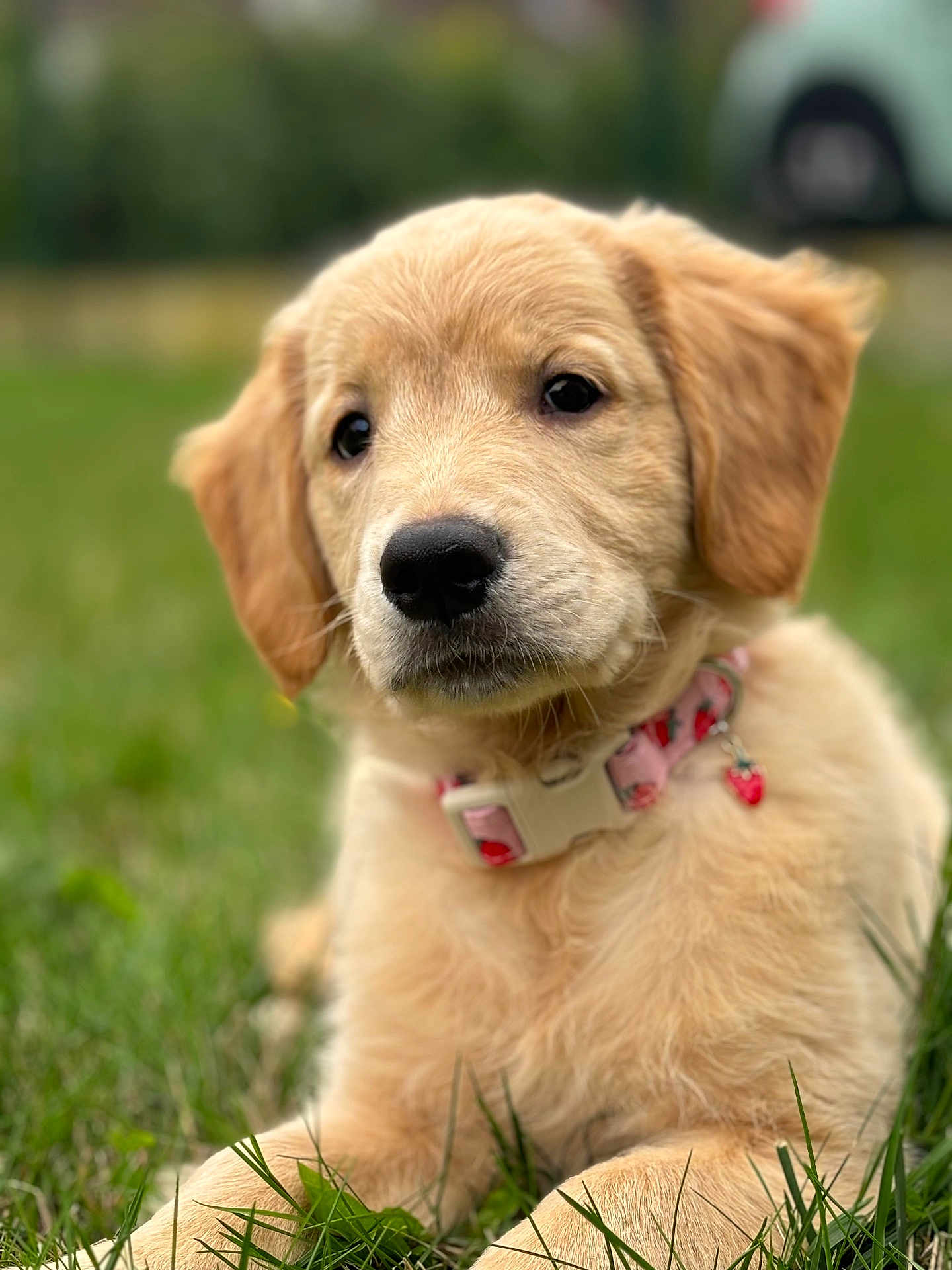 Agate a rejoint le concours — aidez-le/la à gagner de superbes lots ! puppy, golden_retriever, dog, grass, outdoor, collar, pink_collar, strawberry_charm, cute, fluffy, pet, animal, young, lying_down, nature, close_up, adorable, portrait, canine, soft_focus