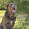 animal, canine, dog, domestic_animal, fur, greenery, large_dog, leaf, mammal, nature, outdoor, panting, pet, photo_screenshot, plant, portrait, side_view, sitting, sunlight, yard