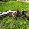 animal, casual, child, daytime, dog, friendship, garden, grass, greenery, happy, house, hugging, outdoor, pet, playing, potted_plants, relaxation, summer, sunlight, yard