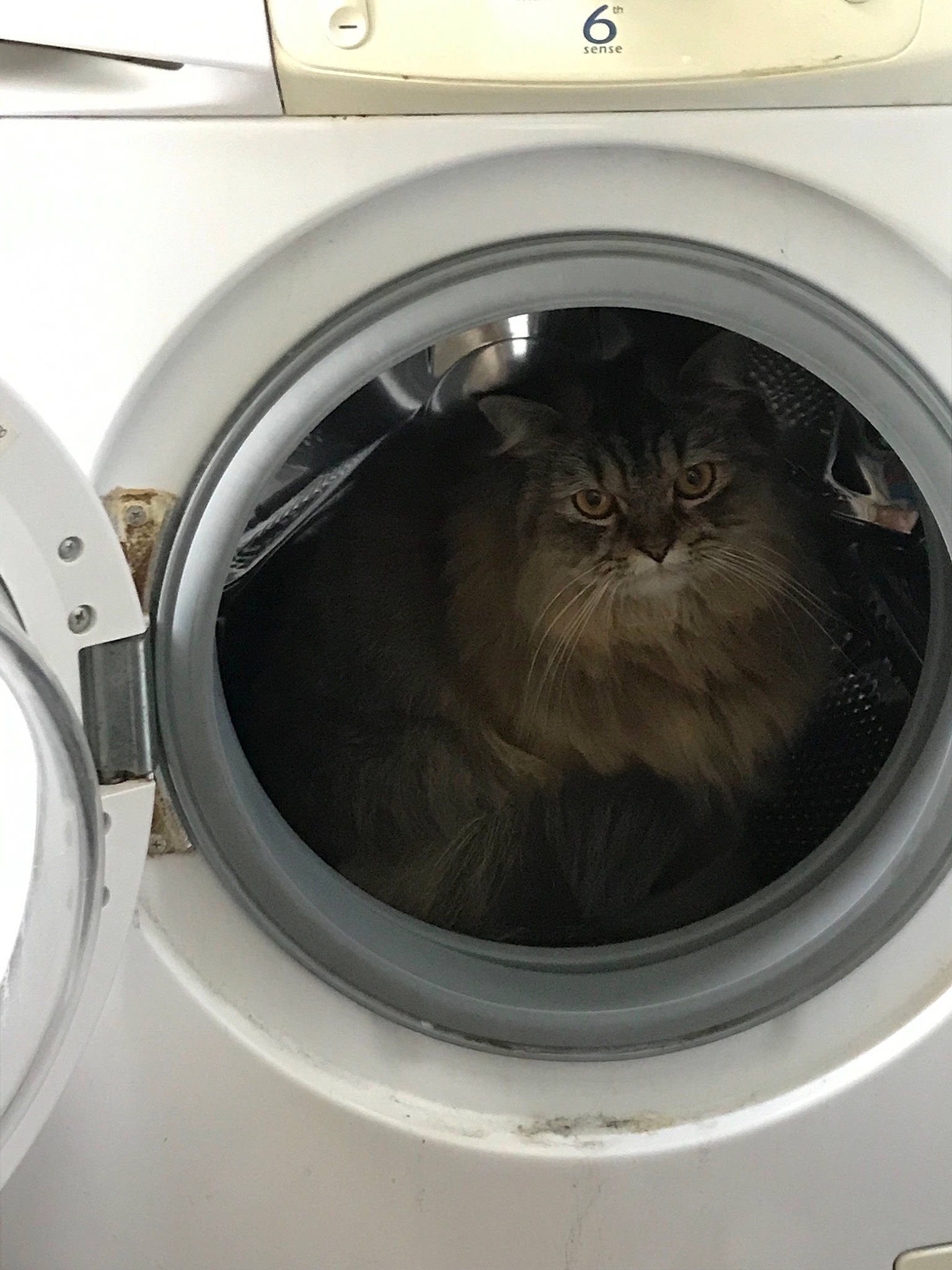Opium a rejoint le concours — aidez-le/la à gagner de superbes lots ! cat, clothes_dryer, felidae, home_appliance, laundry, major_appliance, small_to_medium_sized_cats, washing, washing_machine, whiskers, window
