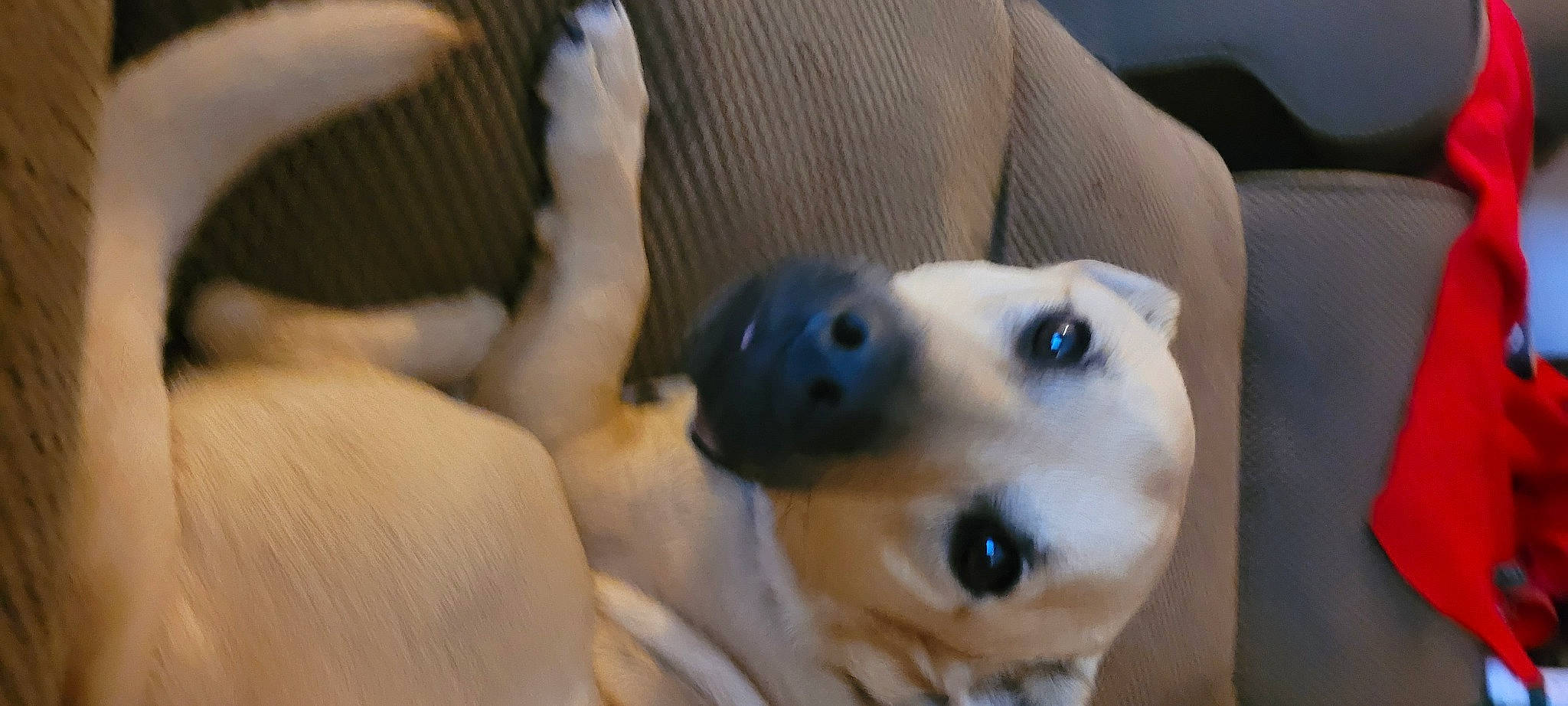 Guido is registered to the contest to win money with this photo: canidae, carnivore, close_up, comfort, companion_dog, dog, dog_breed, ear, eyelash, fawn, felidae, fur, jaw, paw, small_to_medium_sized_cats, sporting_group, street_dog, toy_dog, whiskers, working_animal