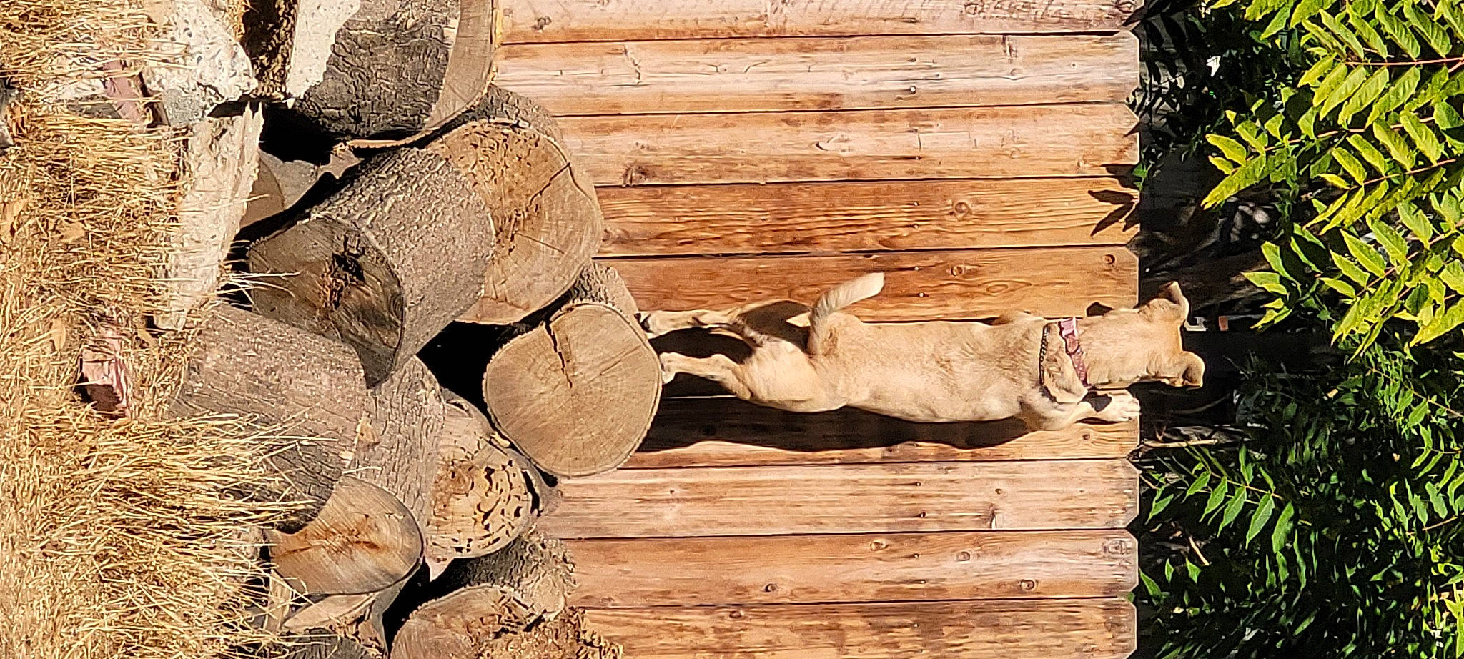 Guido joined the competition — help win amazing prizes! art, brick, carving, driftwood, grass, hardwood, landscape, logging, lumber, plant, rock, sculpture, soil, statue, stone_wall, tree, trunk, visual_arts, wildlife, wood