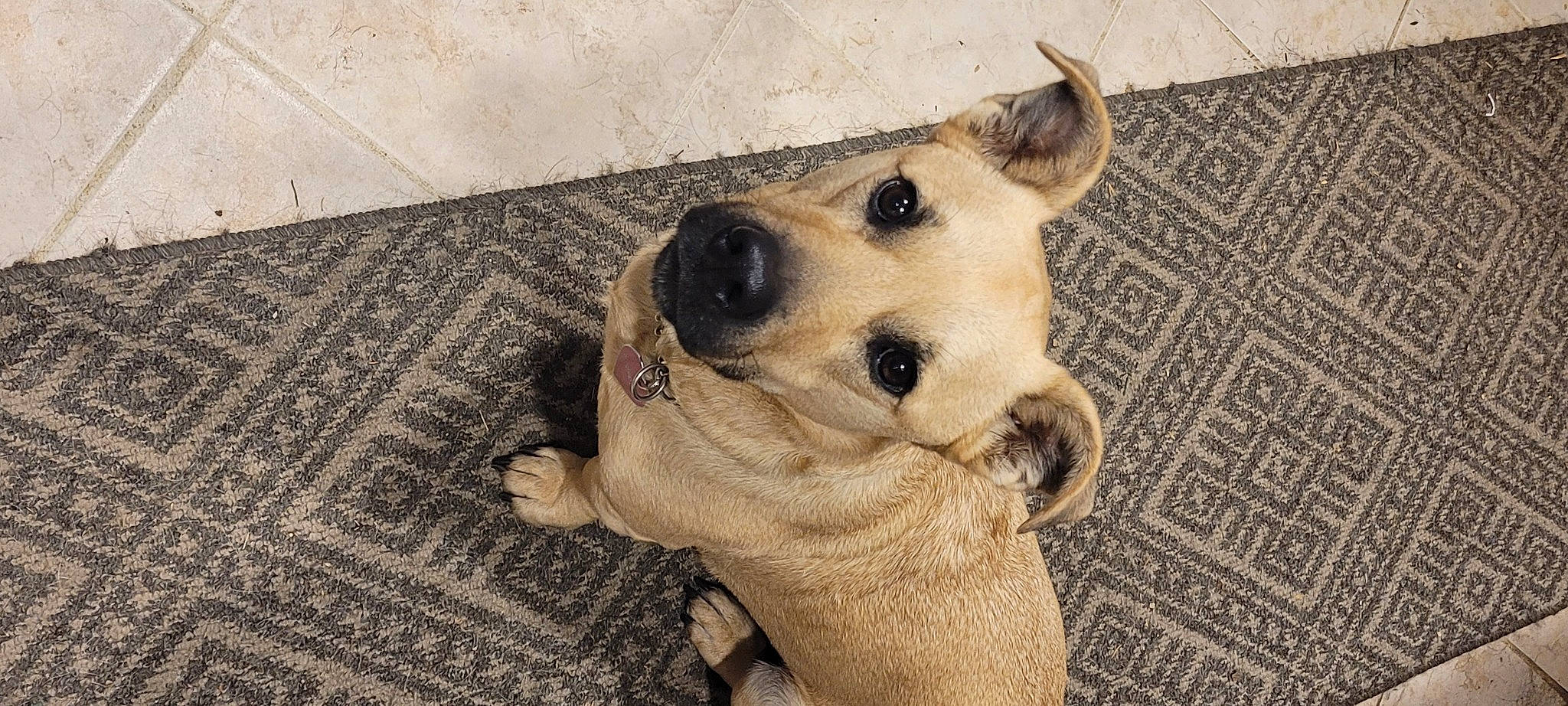 Guido joined the competition — help win amazing prizes! canidae, carnivore, collar, companion_dog, dog, dog_breed, ear, eye, fawn, fur, happy, jaw, paw, pet_supply, snout, sporting_group, terrestrial_animal, whiskers, wood, working_animal