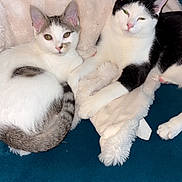 Paisley And Frankie joined the competition — help win amazing prizes! cat, cats, feline, pet, animal, indoor, resting, couch, blanket, fur, white, black, gray, cute, relaxed, cozy, domestic, whiskers, ears, paws