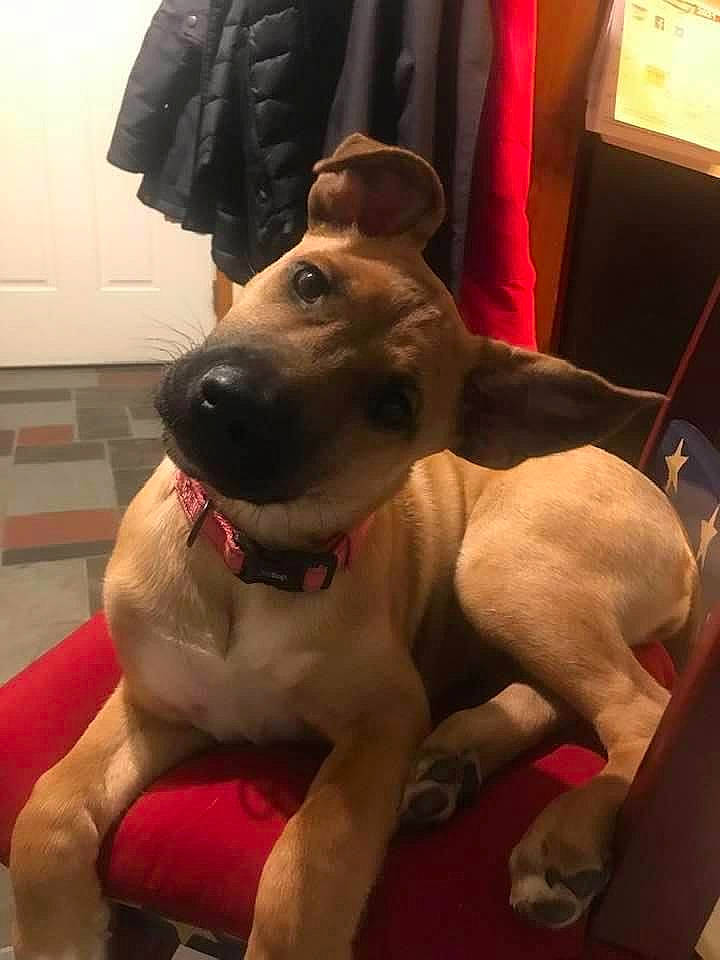 Molly joined the competition — help win amazing prizes! canidae, carnivore, collar, companion_dog, dog, dog_breed, dog_collar, dog_supply, fawn, fur, giant_dog_breed, guard_dog, jaw, non_sporting_group, pet_supply, snout, sporting_group, whiskers, working_animal, working_dog