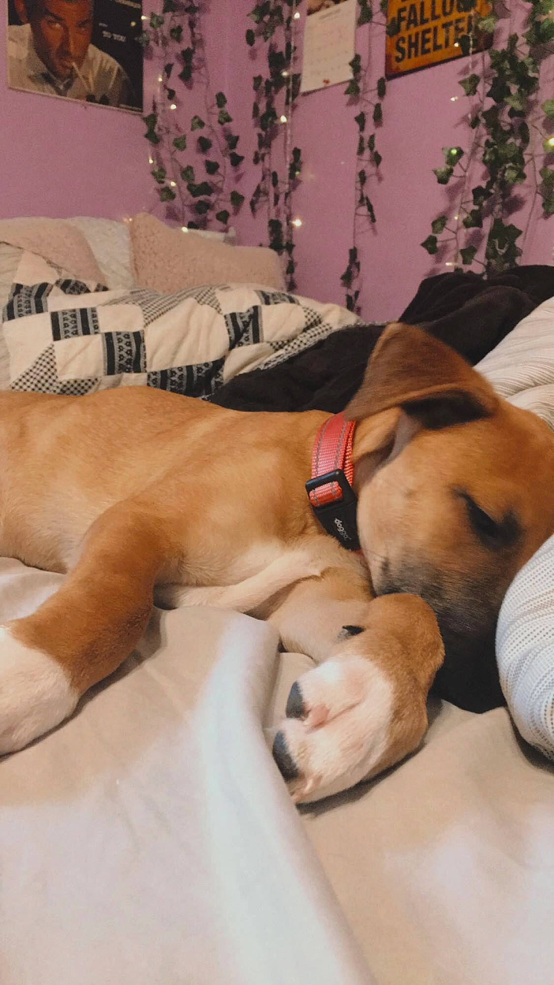 Molly joined the competition — help win amazing prizes! abdomen, bedtime, canidae, carnivore, comfort, companion_dog, dog, dog_breed, dog_supply, fawn, fur, guard_dog, linens, nap, paw, room, sleep, snout, sporting_group, working_animal