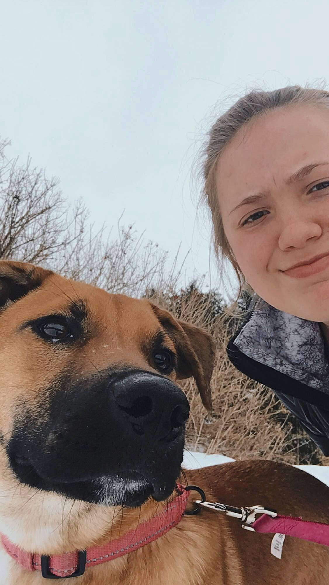 Molly joined the competition — help win amazing prizes! carnivore, collar, companion_dog, dog, dog_breed, eye, fawn, fur, guard_dog, hair, happy, mammal, skin, sky, snout, snow, tree, vertebrate, whiskers, winter