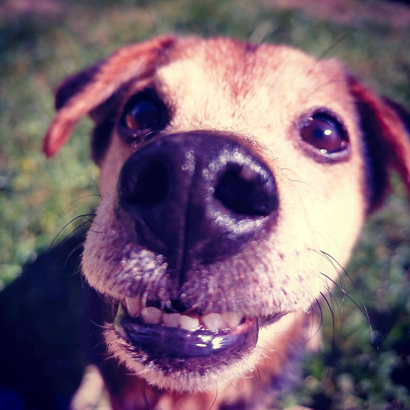Falco a rejoint le concours — aidez-le/la à gagner de superbes lots ! carnivore, close_up, companion_dog, dog, dog_breed, eye, fawn, grass, happy, head, human_body, iris, nose, organ, plant, smile, snout, toy_dog, whiskers, working_animal
