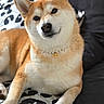 Saëko a rejoint le concours — aidez-le/la à gagner de superbes lots ! dog, shiba_inu, pet, animal, fur, collar, necklace, indoors, blanket, pattern, cute, portrait, canine, resting, fur_color, brown, white, ears, face, paw