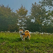 Saëko participe au concours pour gagner de l'argent avec cette photo : dog, shiba_inu, grass, meadow, trees, harness, leash, outdoor, nature, canine, pet, animal, greenery, sky, field, wildflowers, standing, fur, ears, tail