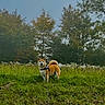 dog, shiba_inu, grass, meadow, trees, harness, leash, outdoor, nature, canine, pet, animal, greenery, sky, field, wildflowers, standing, fur, ears, tail
