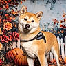 dog, shiba_inu, autumn, pumpkins, roses, flowers, white_picket_fence, fall, orange, brown, leaves, pet, canine, portrait, outdoor, seasonal, nature, animal, harvest, floral
