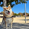 Saëko a rejoint le concours — aidez-le/la à gagner de superbes lots ! dog, shiba_inu, leash, tree, outdoor, sunny, blue_sky, smiling, pet, canine, animal, happy, nature, daytime, standing, fur, tongue_out, park, walk, shadow