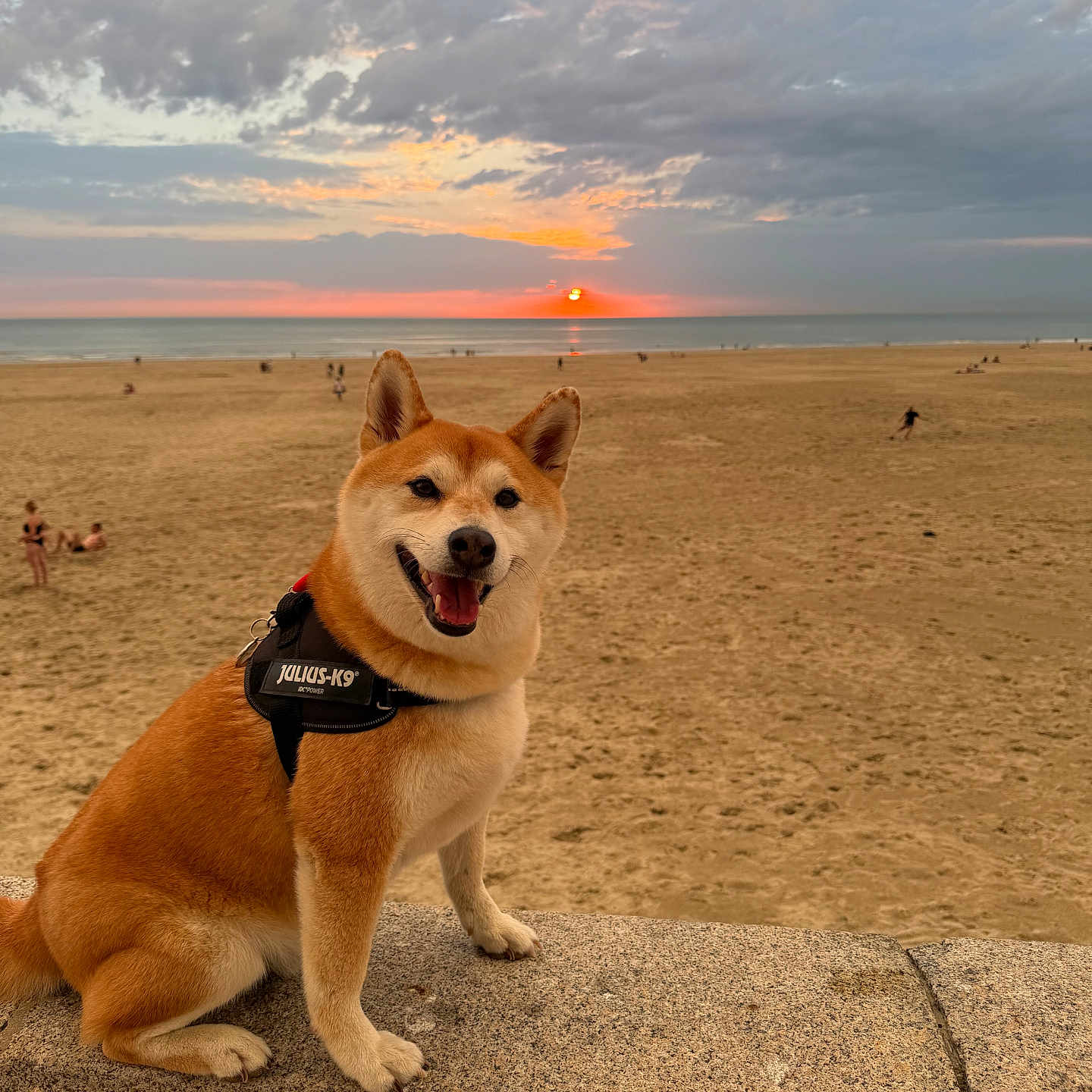 Saëko a rejoint le concours — aidez-le/la à gagner de superbes lots ! dog, shiba_inu, harness, sunset, beach, sand, ocean, sky, clouds, animal, pet, outdoor, smiling, canine, nature, happy, sun, water, leisure, relaxation