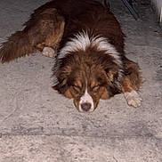 Ulhan participe au concours pour gagner de l'argent avec cette photo : dog, sleeping, brown, white, fur, concrete, floor, resting, animal, pet, outdoor, quiet, calm, canine, mammal, relaxing, laying, still, night, peaceful