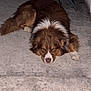 dog, sleeping, brown, white, fur, concrete, floor, resting, animal, pet, outdoor, quiet, calm, canine, mammal, relaxing, laying, still, night, peaceful