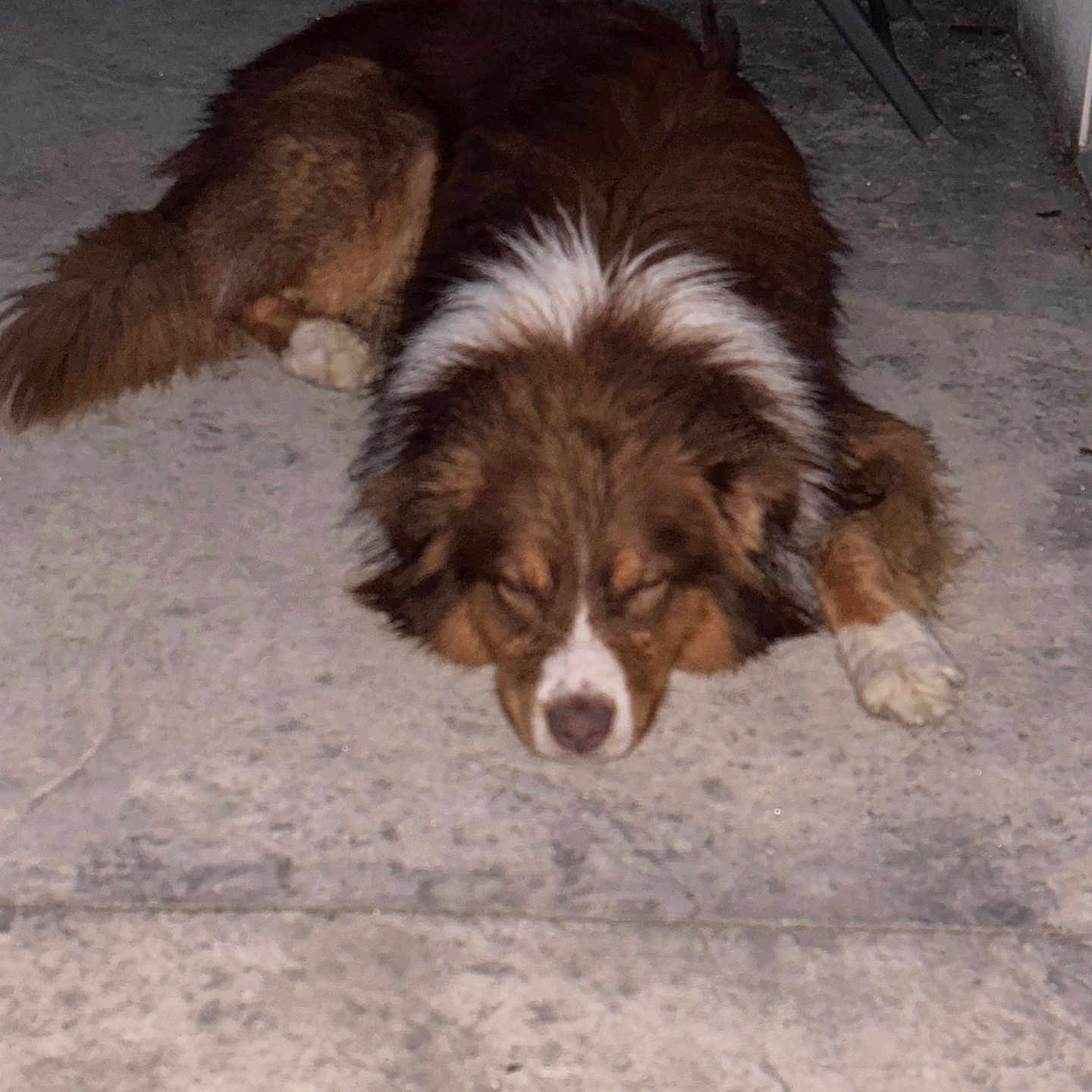 Ulhan participe au concours pour gagner de l'argent avec cette photo : animal, brown, calm, canine, concrete, dog, floor, fur, laying, mammal, night, outdoor, peaceful, pet, quiet, relaxing, resting, sleeping, still, white