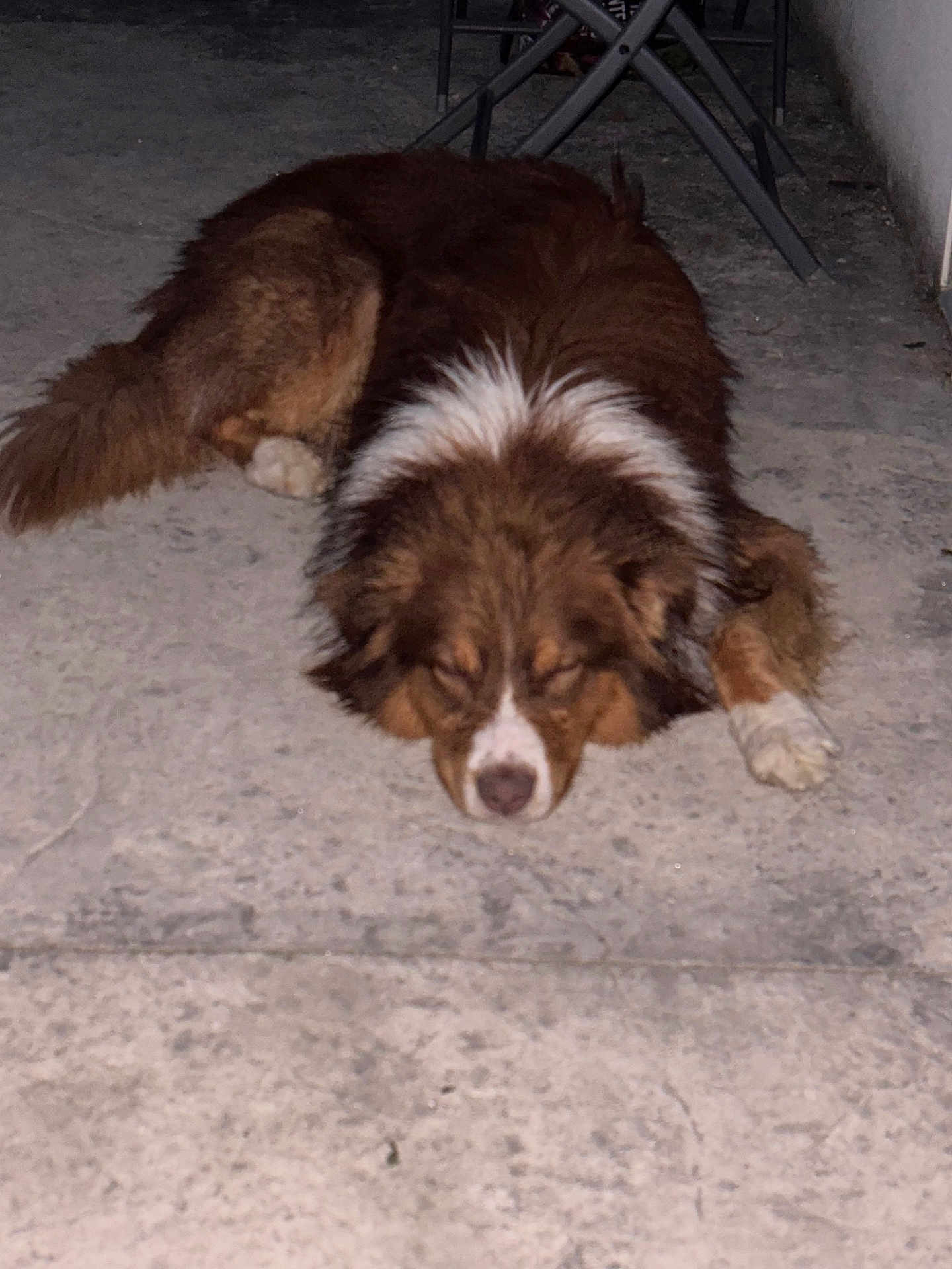 Ulhan participe au concours pour gagner de l'argent avec cette photo : dog, sleeping, brown, white, fur, concrete, floor, resting, animal, pet, outdoor, quiet, calm, canine, mammal, relaxing, laying, still, night, peaceful