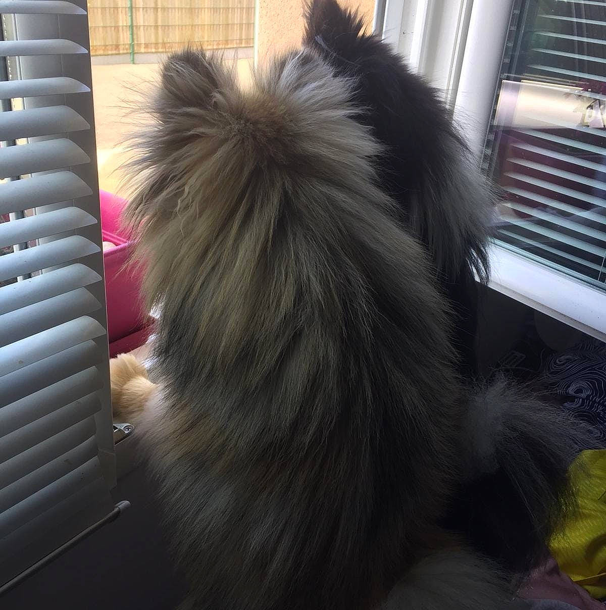 Pilou participe au concours pour gagner de l'argent avec cette photo : canidae, carnivore, companion_dog, dog, dog_breed, domestic_long_haired_cat, fawn, fur, long_hair, pomeranian, tail