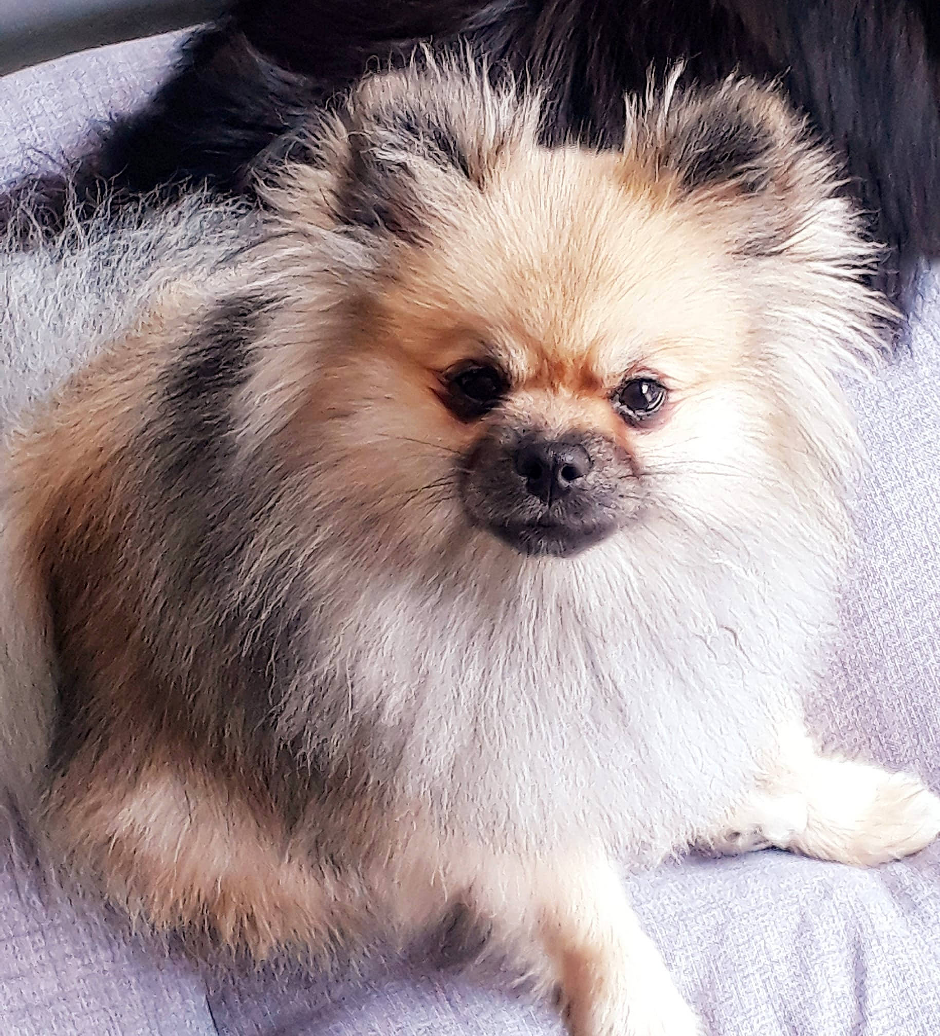 Pilou participe au concours pour gagner de l'argent avec cette photo : ancient_dog_breeds, canidae, carnivore, companion_dog, dog, dog_breed, fawn, fur, german_spitz, german_spitz_klein, mammal, non_sporting_group, pomeranian, puppy, rare_breed_dog, snout, spitz, toy_dog, vertebrate, whiskers