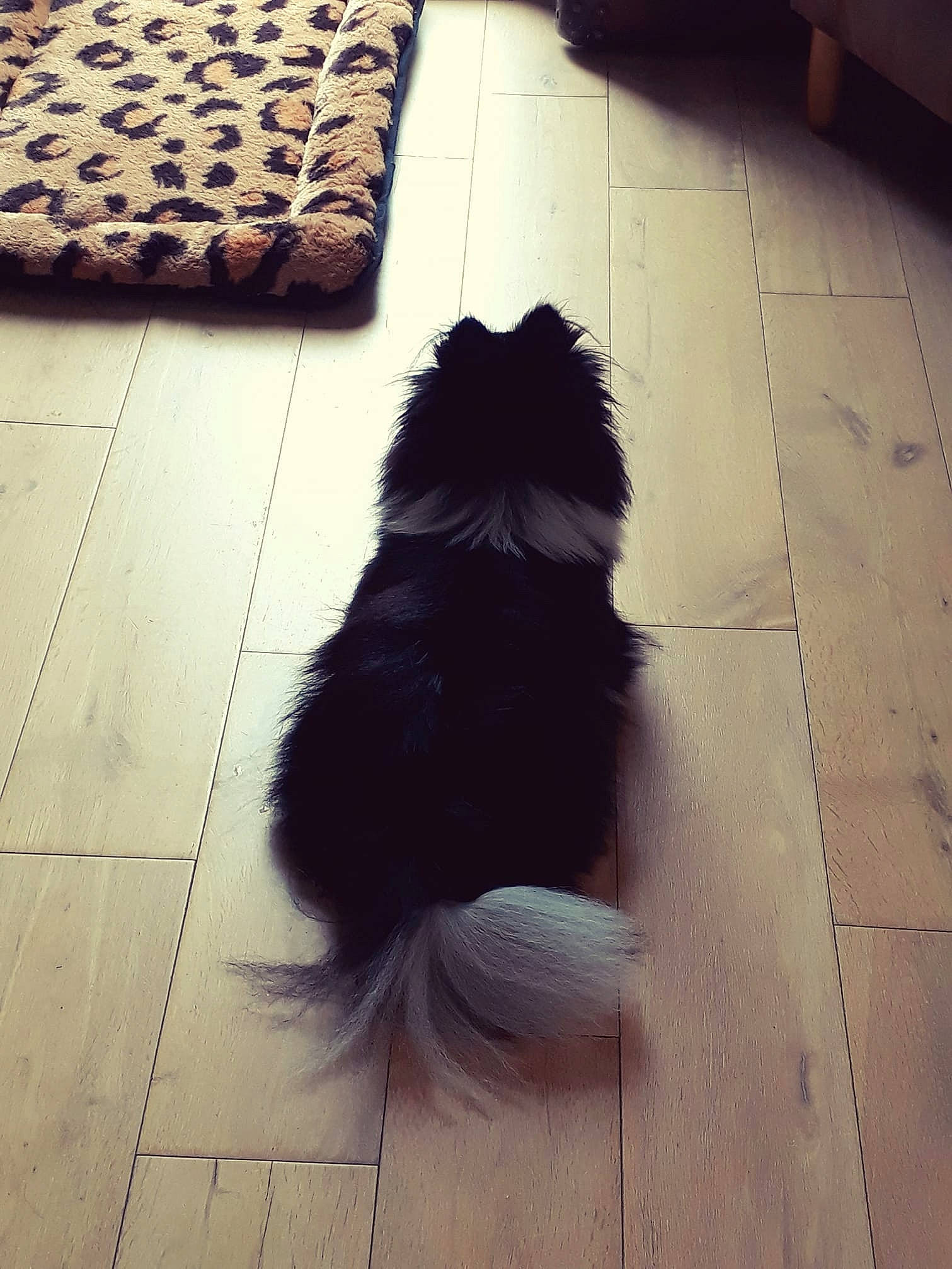 Pleymo participe au concours pour gagner de l'argent avec cette photo : canidae, carnivore, companion_dog, dog, dog_breed, floor, flooring, fur, german_spitz_klein, german_spitz_mittel, non_sporting_group, pomeranian, spitz, tail, tile, tints_and_shades, toy_dog