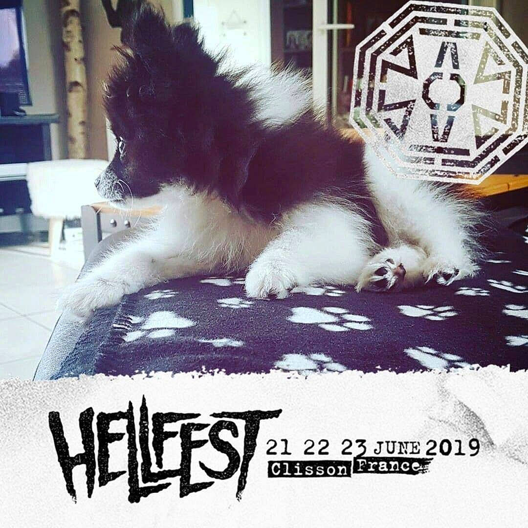 Pleymo a rejoint le concours — aidez-le/la à gagner de superbes lots ! canidae, carnivore, companion_dog, dog, dog_breed, photo_caption, puppy, shih_tzu, sporting_group, square, tail