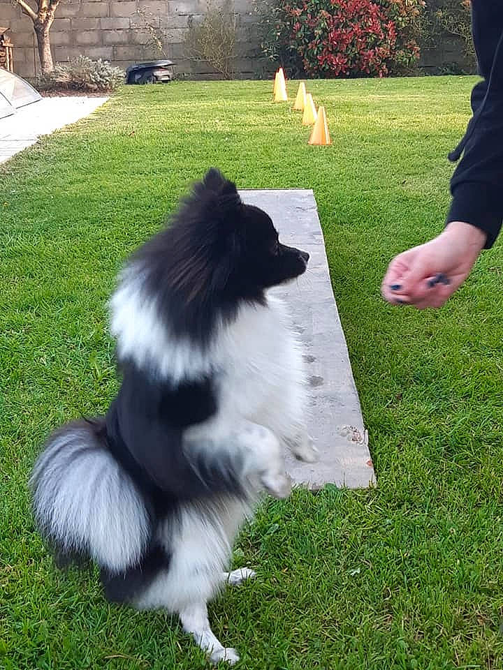 Pleymo participe au concours pour gagner de l'argent avec cette photo : canidae, carnivore, companion_dog, dog, dog_breed, german_spitz_klein, german_spitz_mittel, grass, keeshond, lawn, mammal, pomeranian, shetland_sheepdog, spitz, sporting_group, tail, vertebrate