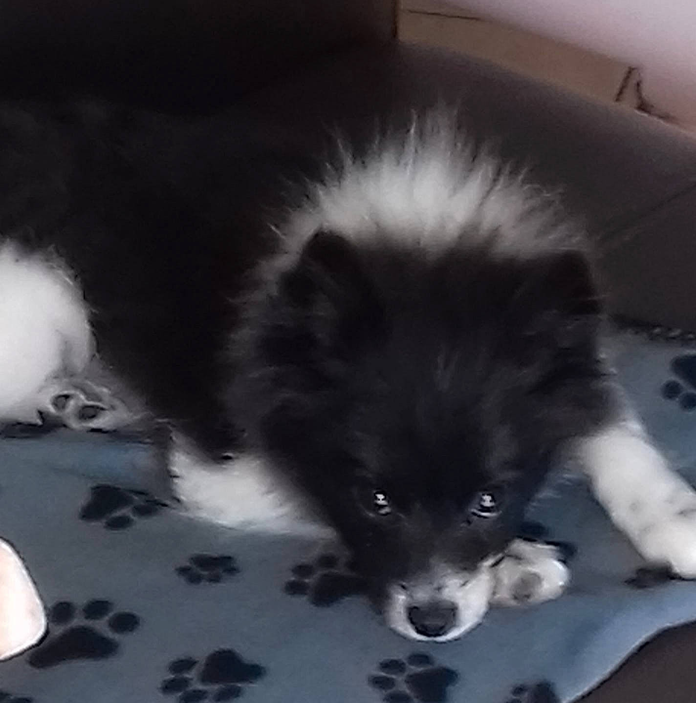 Pleymo participe au concours pour gagner de l'argent avec cette photo : canidae, carnivore, companion_dog, dog, dog_breed, elo, finnish_lapphund, german_spitz_mittel, keeshond, mammal, non_sporting_group, pomeranian, puppy, rare_breed_dog, spitz, sporting_group, swedish_lapphund, vertebrate