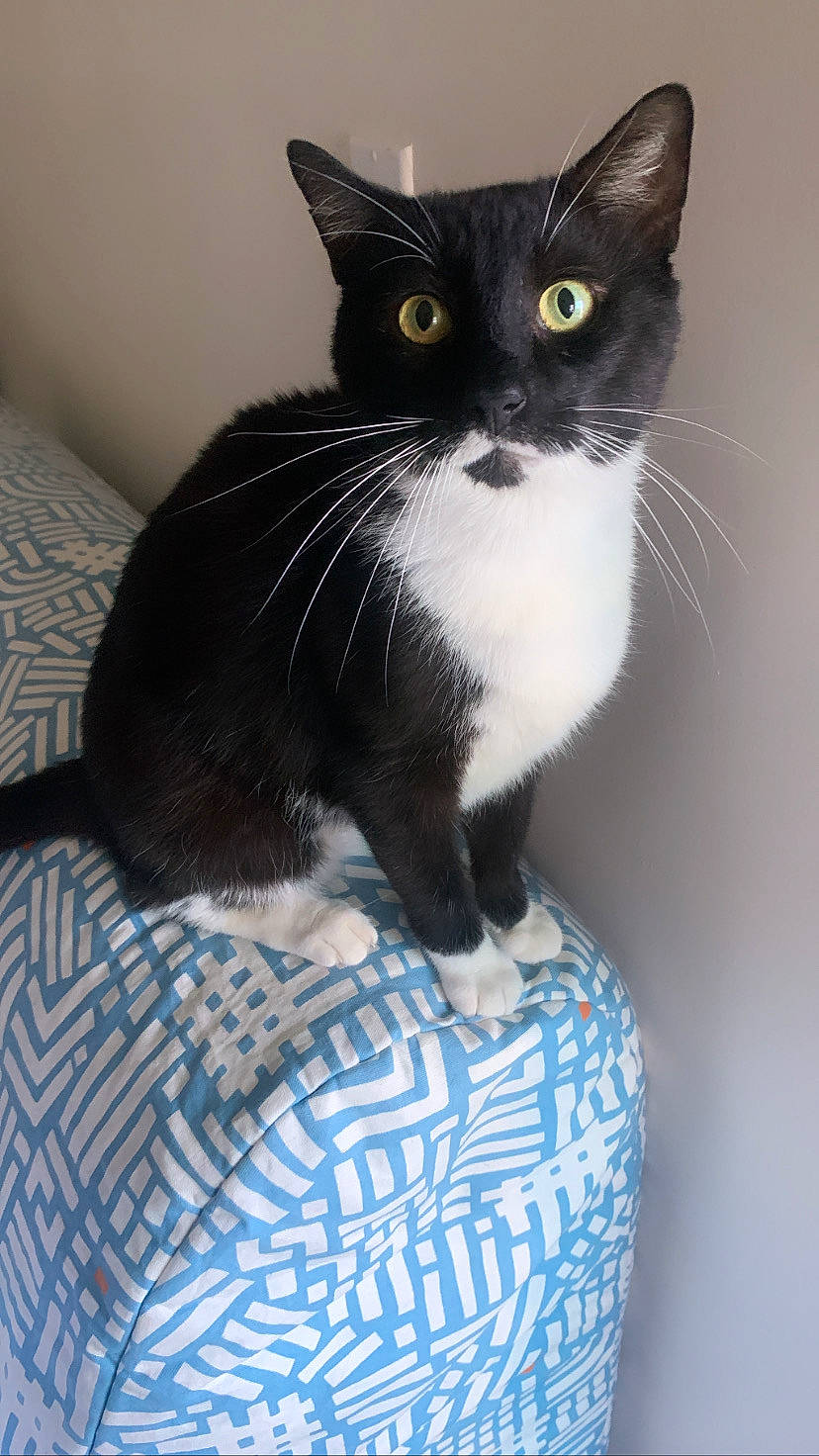 Bruce joined the competition — help win amazing prizes! black_cat, carnivore, cat, comfort, domestic_short_haired_cat, electric_blue, felidae, fur, grey, paw, small_to_medium_sized_cats, snout, stairs, tail, terrestrial_animal, whiskers