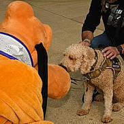 Tactical Bentley is registered to the contest to win money with this photo: animal, casual_clothing, collar, concrete, costume, curly_fur, daylight, dog, harness, interaction, kneeling, leisure, mascot, outdoor, person, petting, plush_mascot, service_dog, side_view, sniffing