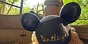 Tactical Bentley joined the competition — help win amazing prizes! animal, brown, canopy, collar, curly_hair, cute, dog, greenery, hat, mickey_mouse_ears, microphone, nature, outdoor, park, person, pet, shade, sunlight, trees, wooden_bench