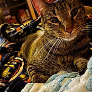 Max joined the competition — help win amazing prizes! cat, tabby_cat, pet, indoor, blanket, towel, cozy, furniture, home, curious, whiskers, fur, close_up, relaxed, animal, mammal, domestic, cute, portrait, warm_lighting