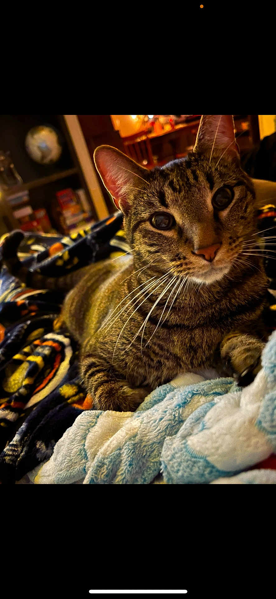 Max joined the competition — help win amazing prizes! cat, tabby_cat, pet, indoor, blanket, towel, cozy, furniture, home, curious, whiskers, fur, close_up, relaxed, animal, mammal, domestic, cute, portrait, warm_lighting