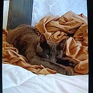 Capone joined the competition — help win amazing prizes! animal, bed, blanket, cat, comfort, cozy, cute, domestic, feline, fur, indoor, napping, orange_blanket, pet, relaxed, resting, sleeping, soft, warm_colors, white_bedspread