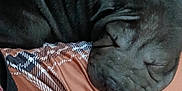 Vaïana participe au concours pour gagner de l'argent avec cette photo : dog, puppy, sleeping, curled_up, wrinkled_skin, plaid_pattern, blanket, bedding, cozy, nap, pet, fur, close_up, indoor, resting, head, snout, wrinkles, black_fur, texture