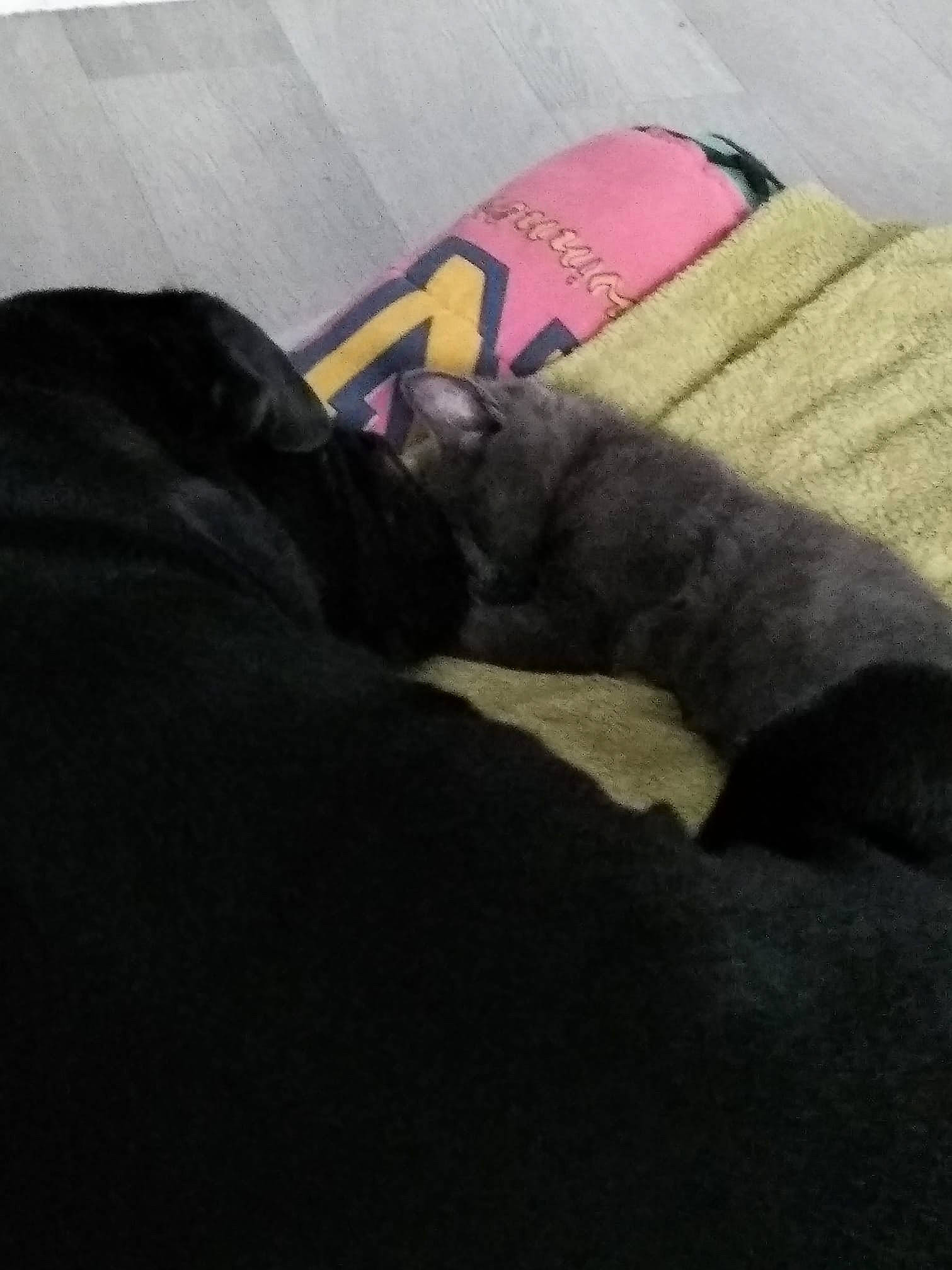 Guess participe au concours pour gagner de l'argent avec cette photo : canidae, comfort, couch, furniture, guard_dog, jeans, leg, nap, non_sporting_group, sleep, sporting_group