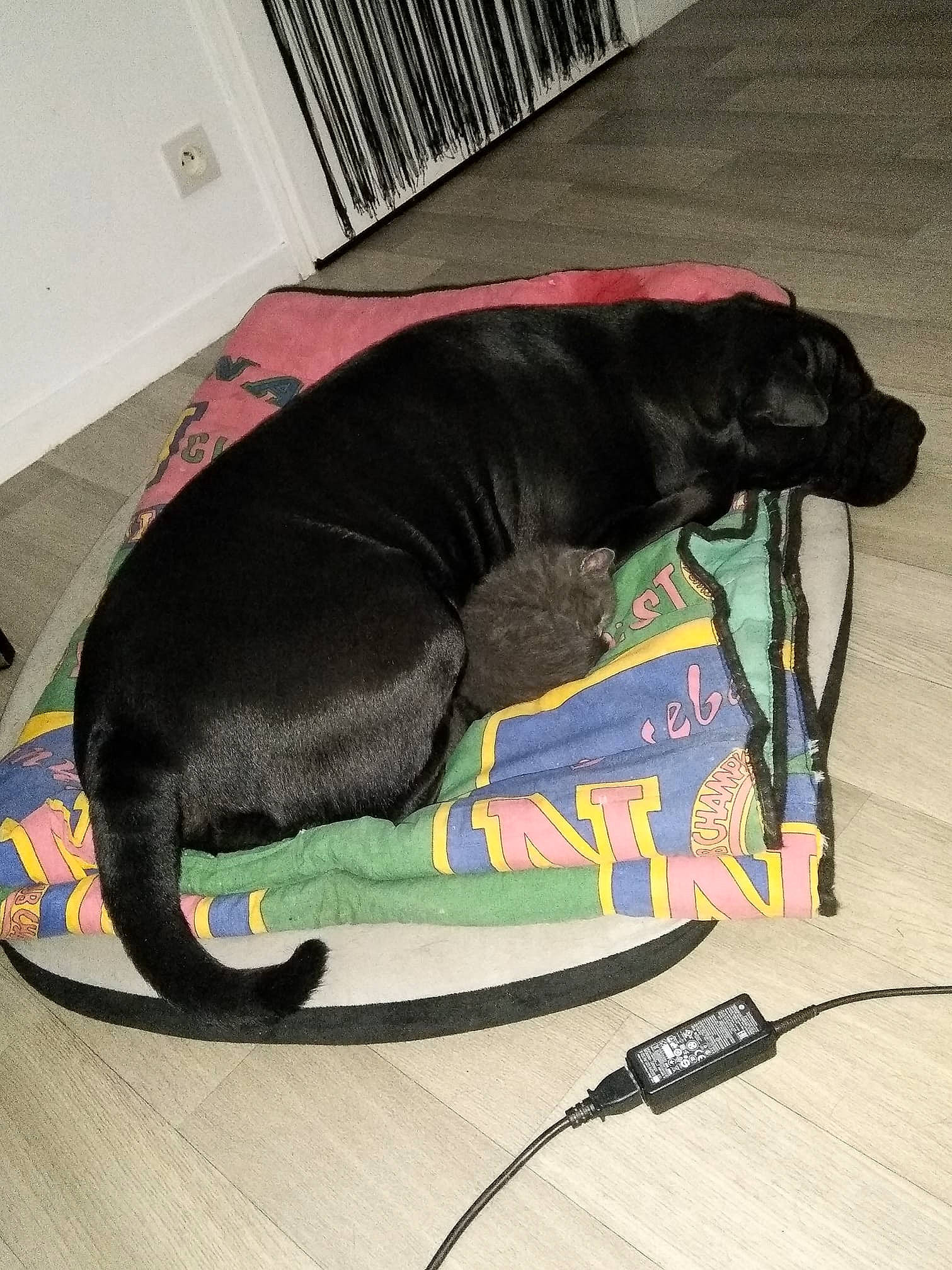 Guess participe au concours pour gagner de l'argent avec cette photo : canidae, carnivore, cat, companion_dog, dog, dog_breed, flat_coated_retriever, sporting_group, tail