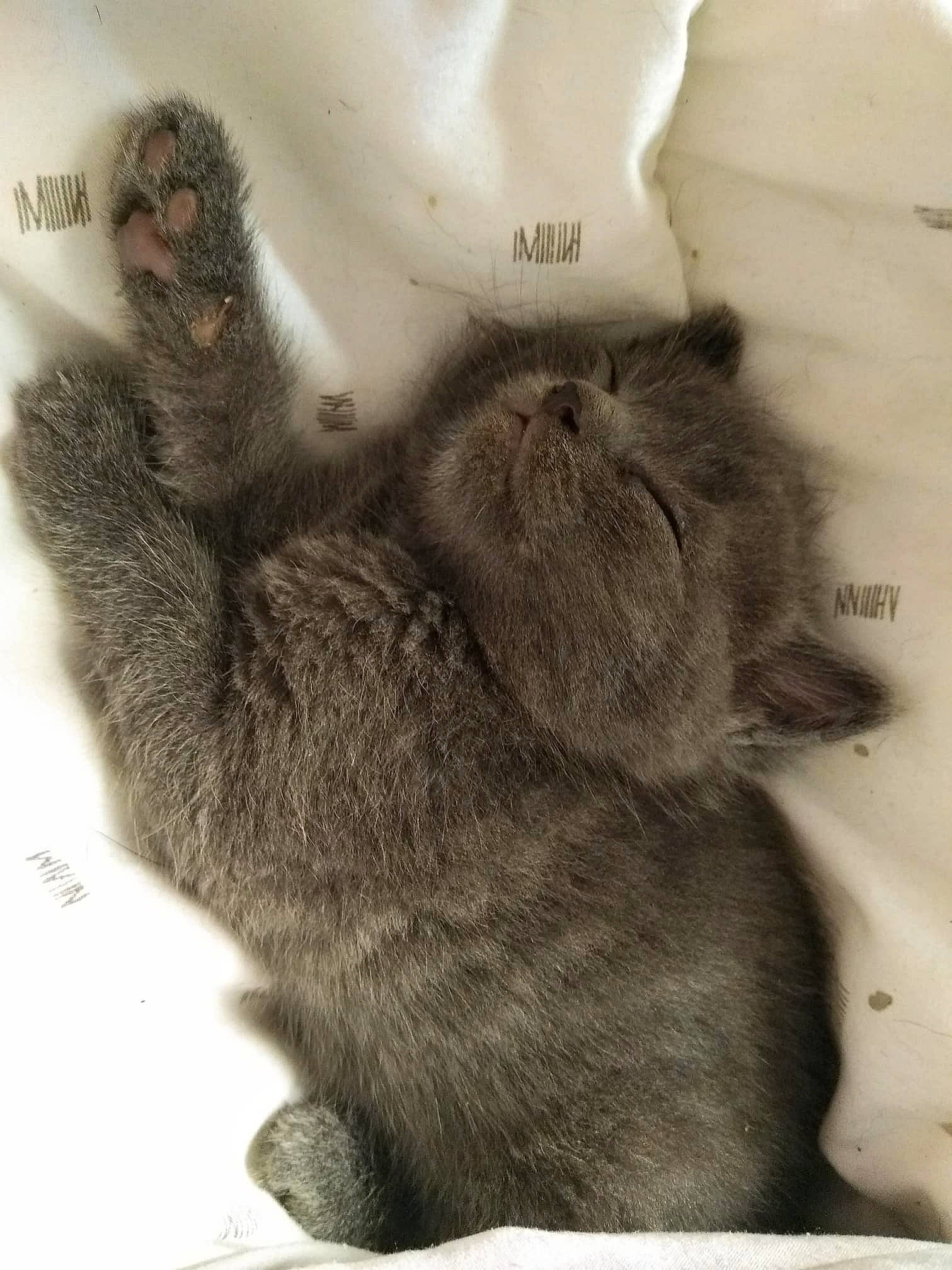 Guess a rejoint le concours — aidez-le/la à gagner de superbes lots ! british_longhair, british_shorthair, carnivore, cat, chartreux, claw, fawn, felidae, fur, kitten, nebelung, paw, polydactyl_cat, russian_blue, scottish_fold, small_to_medium_sized_cats, tail, whiskers