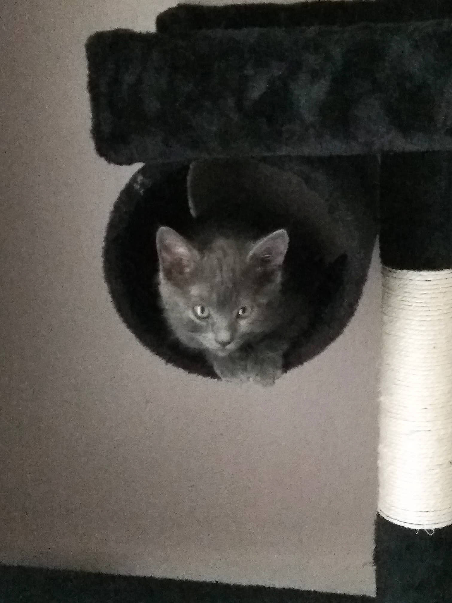 Guess a rejoint le concours — aidez-le/la à gagner de superbes lots ! black_cat, british_shorthair, carnivore, cat, cat_furniture, chartreux, domestic_short_haired_cat, felidae, fur, kitten, korat, polydactyl_cat, russian_blue, small_to_medium_sized_cats, tail, whiskers